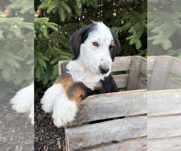 Medium Photo #2 Bernedoodle (Miniature) Puppy For Sale in MIDDLEBURY, IN, USA