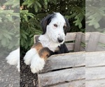 Small #1 Bernedoodle (Miniature)