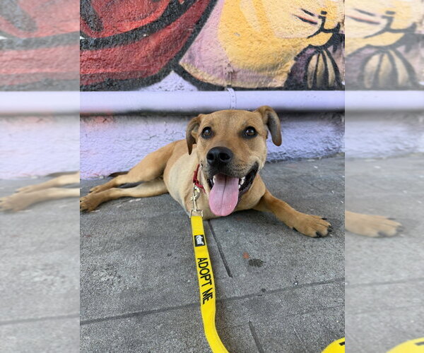 Medium Photo #13 Mutt Puppy For Sale in New York, NY, USA
