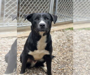 Retriever -Unknown Mix Dogs for adoption in Manchester, MO, USA