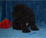 Small Photo #2 Cavapoo Puppy For Sale in BARNESVILLE, KS, USA