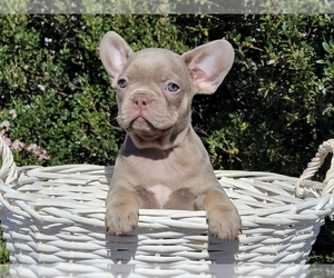 Boxer Puppy for sale in CLINTON, NJ, USA