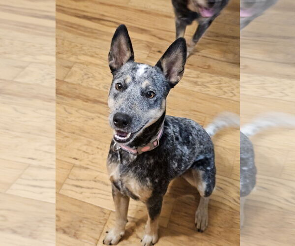 Medium Photo #1 Mutt Puppy For Sale in Garden City, NY, USA