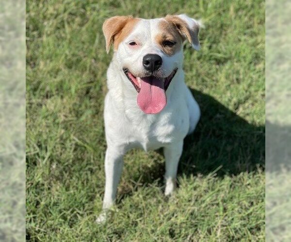 Medium Photo #2 American Bulldog-American Staffordshire Terrier Mix Puppy For Sale in Denton, TX, USA