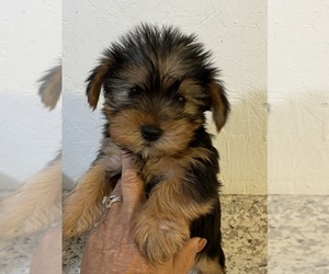 Yorkshire Terrier Puppy for sale in GREENVILLE, NC, USA