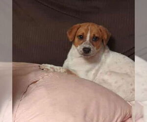 Mutt Dogs for adoption in FAIRLAWN, OH, USA