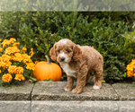 Small #11 Cocker Spaniel-Poodle (Miniature) Mix