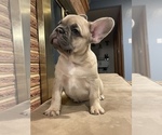 Small Photo #2 French Bulldog Puppy For Sale in PUYALLUP, WA, USA