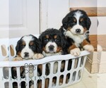 Small #2 Bernese Mountain Dog