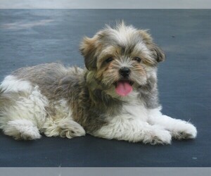 Havanese Puppy for sale in WILSON, NY, USA