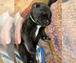 Small Photo #3 Sheprador Puppy For Sale in AURORA, OR, USA
