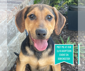 Mutt Dogs for adoption in Boston, MA, USA