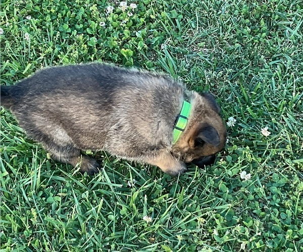 Medium Photo #3 Belgian Malinois Puppy For Sale in LINCOLNTON, NC, USA