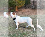 Small #9 Bulldog-Labrador Retriever Mix