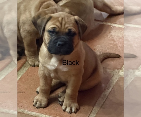 Medium Photo #1 Bullmastiff Puppy For Sale in MARYSVILLE, OH, USA