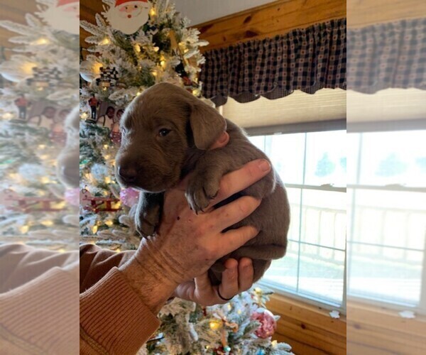 Medium Photo #19 Labrador Retriever Puppy For Sale in LEASBURG, MO, USA