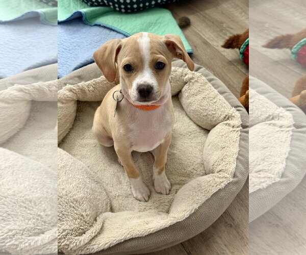 Medium Photo #1 Cheagle Puppy For Sale in Holly Springs, NC, USA