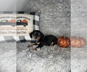 Doxie-Pin Puppy for sale in INDIANAPOLIS, IN, USA