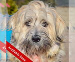 Small Lhasa Apso-Wheaten Terrier Mix