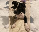 Small Photo #1 American Pit Bull Terrier-Unknown Mix Puppy For Sale in Forest, VA, USA