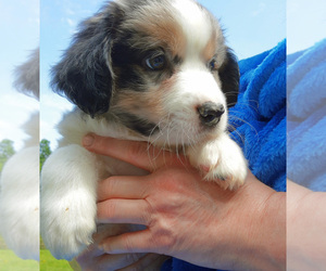 Miniature Australian Shepherd Puppy for Sale in HILLIARD, Ohio USA