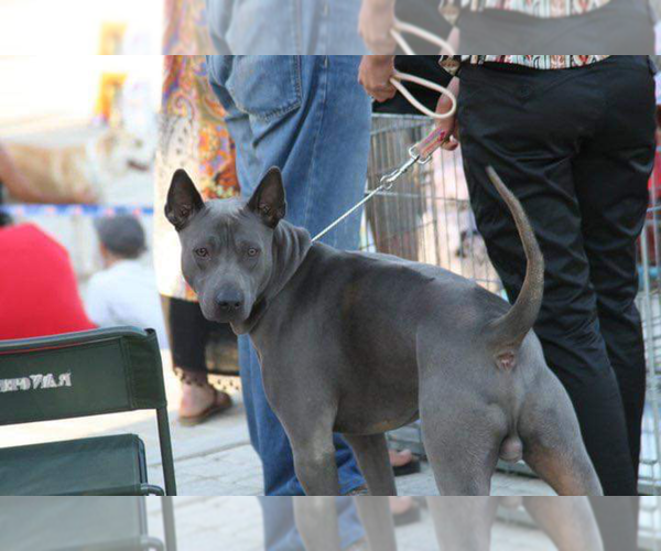 Medium Photo #1 Thai Ridgeback Puppy For Sale in MANHATTAN, NY, USA