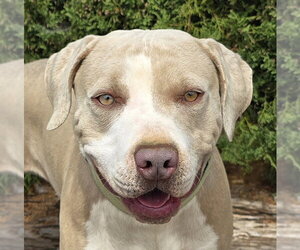 American Staffordshire Terrier-Unknown Mix Dogs for adoption in Albuquerque, NM, USA
