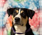 Small #2 Retriever  Mix