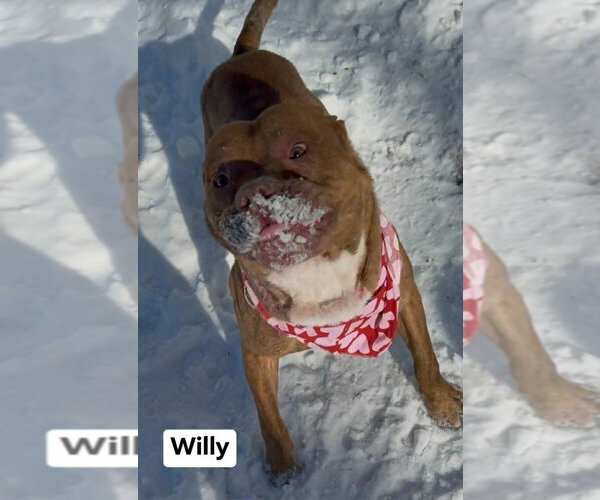 Medium Photo #3 American Staffordshire Terrier-Unknown Mix Puppy For Sale in Richmond, IN, USA