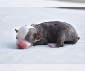 Miniature Australian Shepherd Puppy for sale in PALM COAST, FL, USA