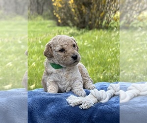 Goldendoodle mix (+ Poodle Standard) Puppy for sale in MAYNARDVILLE, TN, USA