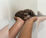 Small #8 Bernedoodle (Miniature)