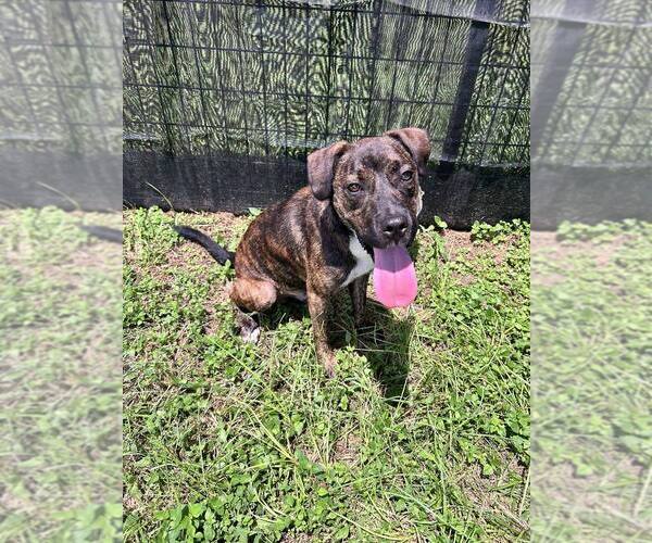 Medium Photo #1 Mutt Puppy For Sale in Abbeville, LA, USA