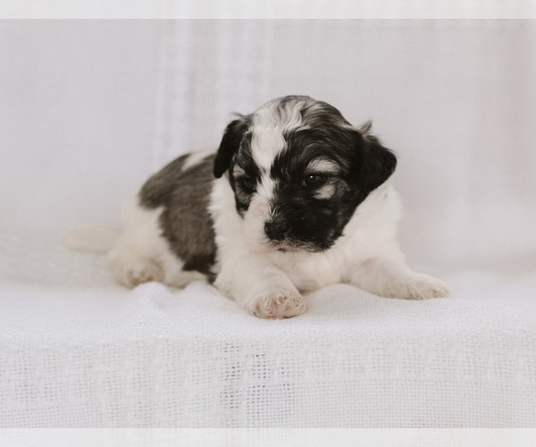 Medium Photo #5 Zuchon Puppy For Sale in ELKTON, KY, USA
