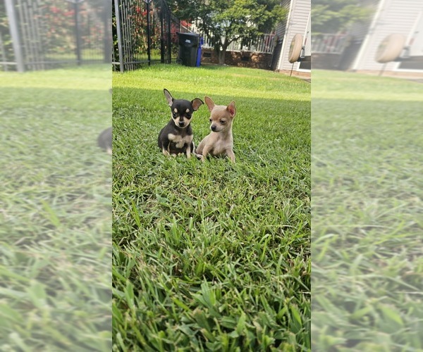 Medium Photo #1 Chihuahua Puppy For Sale in FRANKLIN, VA, USA