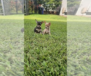 Chihuahua Puppy for sale in FRANKLIN, VA, USA