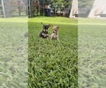 Small Chihuahua