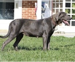 Small Photo #1 Labrador Retriever Puppy For Sale in NEOLA, WV, USA