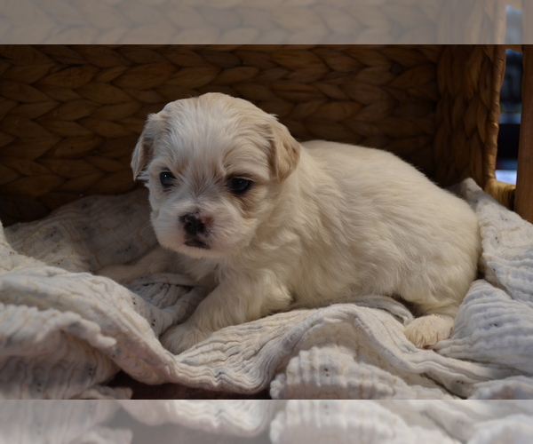 Medium Photo #3 Mal-Shi Puppy For Sale in GREENWOOD, WI, USA