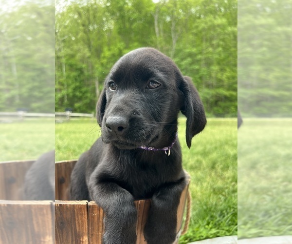Medium Photo #4 Labrador Retriever Puppy For Sale in NEOLA, WV, USA