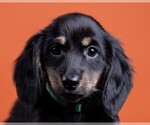 Small Photo #52 Dachshund Puppy For Sale in CROWLEY, TX, USA
