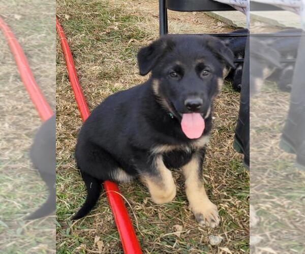 Medium Photo #2 German Shepherd Dog Puppy For Sale in HIDDENITE, NC, USA