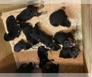 Rottweiler Puppy for sale in WILBUR, WA, USA