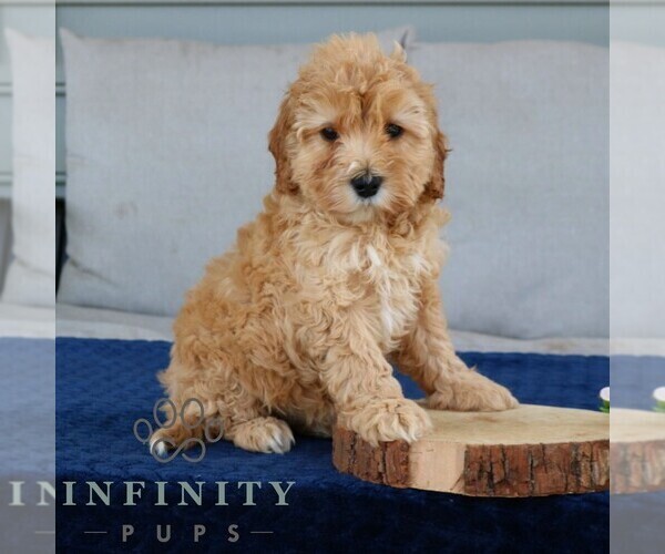Medium Photo #3 Goldendoodle (Miniature) Puppy For Sale in NARVON, PA, USA