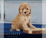Small #2 Goldendoodle (Miniature)