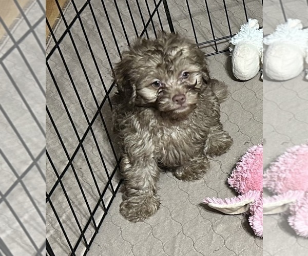Medium Photo #4 Shih-Poo Puppy For Sale in GLOUCESTER, VA, USA