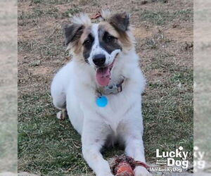 Border Collie-English Springer Spaniel Mix Dogs for adoption in Washington, DC, USA
