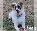 Small Border Collie-English Springer Spaniel Mix