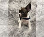 Small #4 French Bulldog