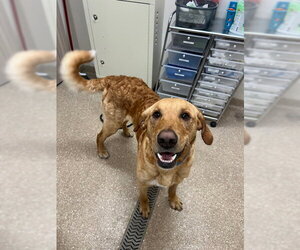 Labrador Retriever-Unknown Mix Dogs for adoption in Holland, MI, USA